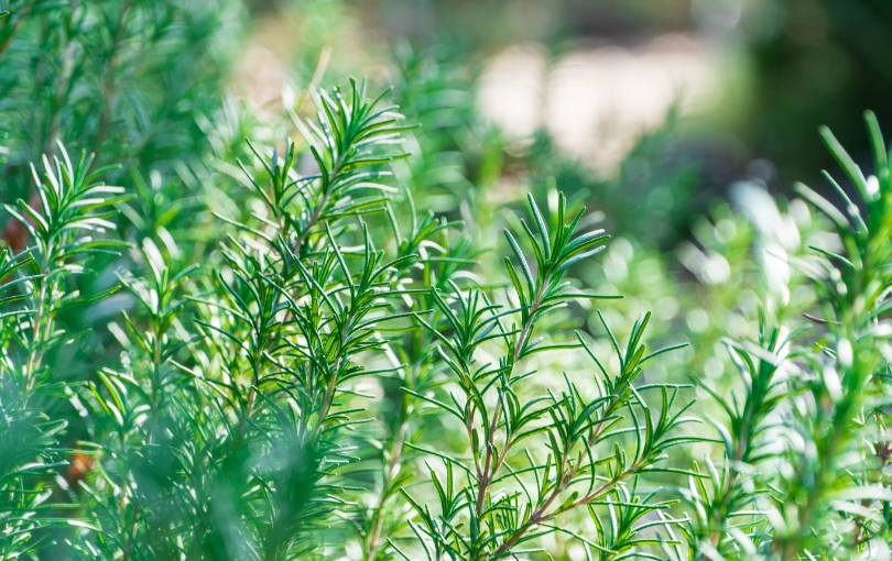 見えないダメージ糖化へのアプローチ